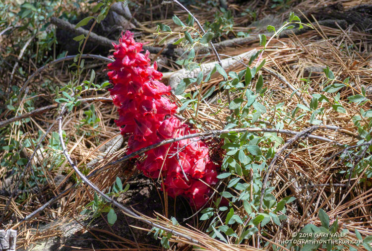 Snow plant (Sarcodes sanguinea) is a nonphotosynthetic plant that is found in the mountains of the western U.S. The plant obtains carbohydrate from a mycorrhizal fungus shared with a pine tree.