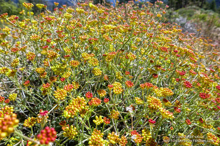 Sulphur flower buckwheat (Eriogonum umbellatum) along the Vincent Tumamait Trail, near Mt. Abel Road. July 20, 2019.
