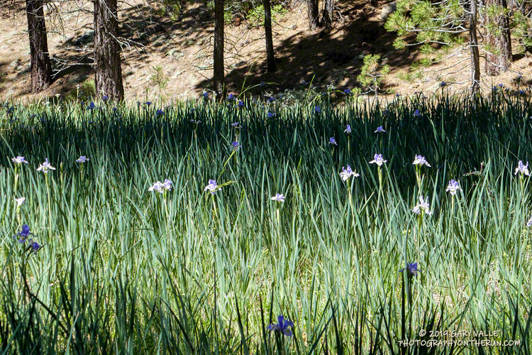 Meadow of wild iris at Sheep Camp. July 20, 2019.