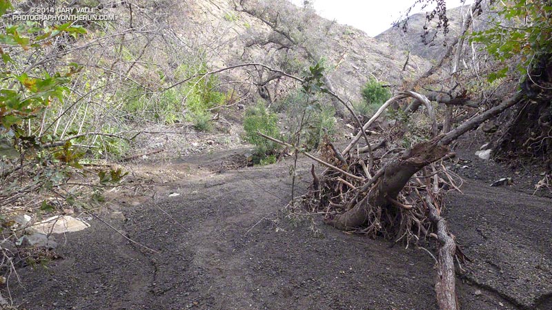 View upstream of flash flood debris in upper Sycamore Canyon along the Upper Sycamore Trail.