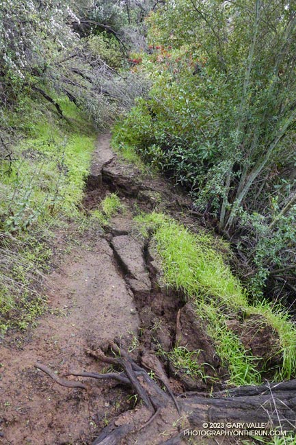 Brush and trail collapse on the Garapito Trail.  January 15, 2023.