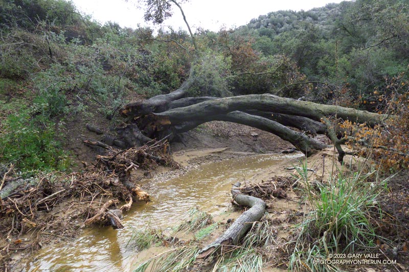 The same creek crossing -- tributary of Garapito Creek on January 15, 2023. Part of the fallen oak tree has been washed away.