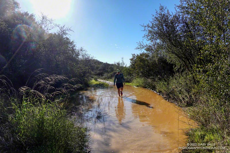 It's likely that other trails and fire roads in Topanga State Park had similar impacts. This is a wet section of the Rogers Road segment of the Backbone Trail on New Year's Day.