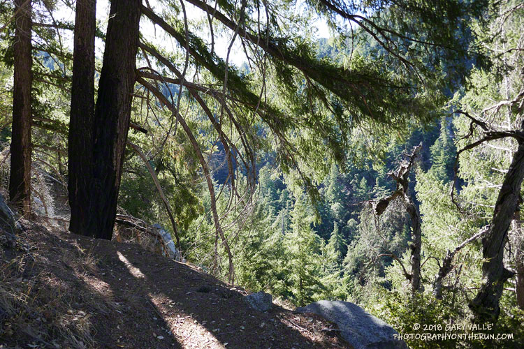 Bigcone Douglas fir along the Kenyon Devore Trail.