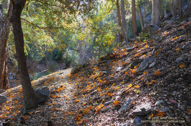 Autumn on the Kenyon Devore Trail. The fallen leaves are Bigleaf maple.
