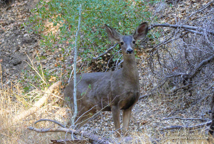 Can you guess the reason they are called mule deer?
