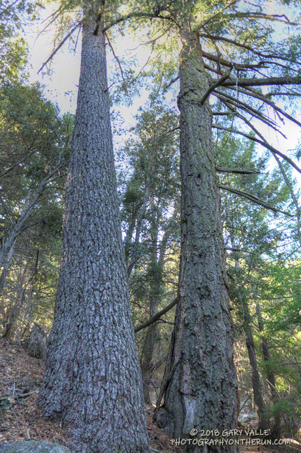Sugar pine on the left and a bigcone Douglas-fir on the right.