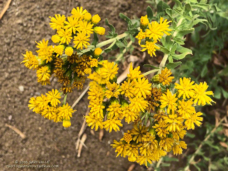Coast goldenbush is a fall-blooming wildflower that's common along Rocky Peak Road.