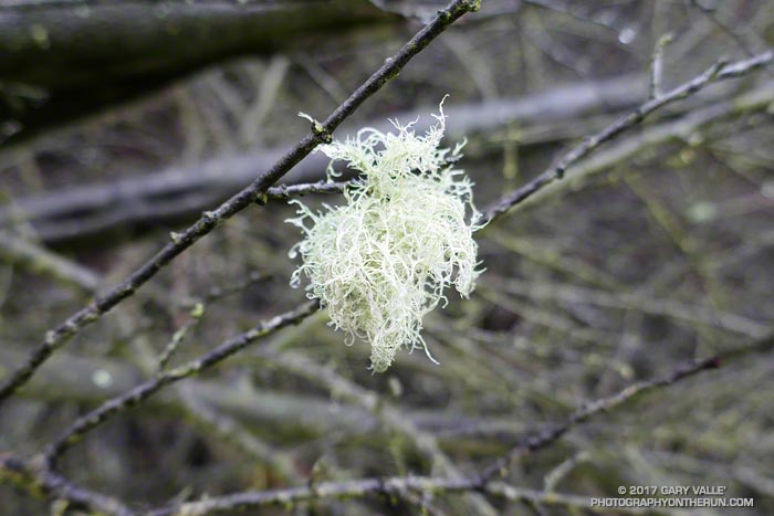 A diminutive beard  lichen (probably Usnea subfloridana) along the Old Boney Trail in Pt. Mugu State Park.