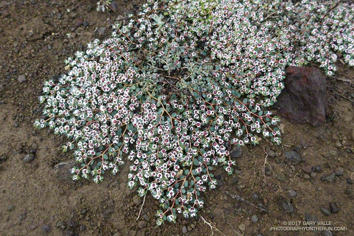 Originally identified as Rattlesnake weed (Chamaesyce albomarginata), this is more likely to be Smallseed Sandmat (Euphorbia polycarpa).
