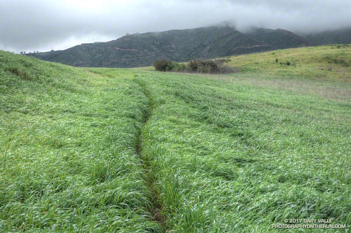 Shoe-soaking wet grass in Serrano Valley in Pt. Mugu State Park.