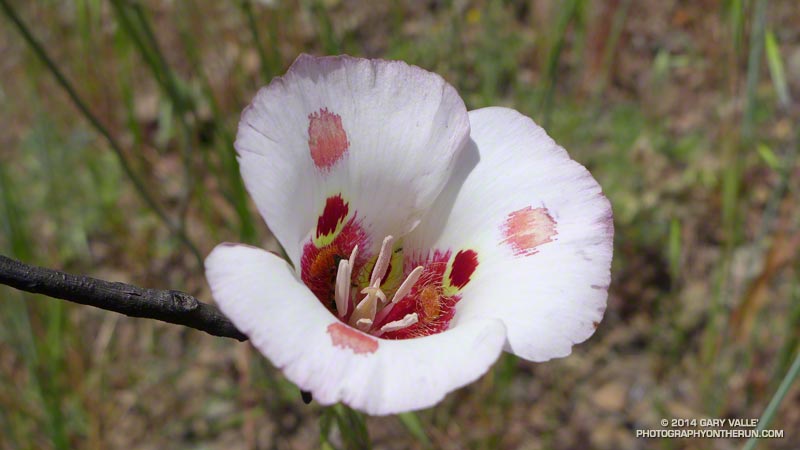 Butterfly mariposa lily (Calochortus venustus) near the junction of the Summit and North Peak Trails on Mt. Diablo. These were widespread. May 17, 2014.