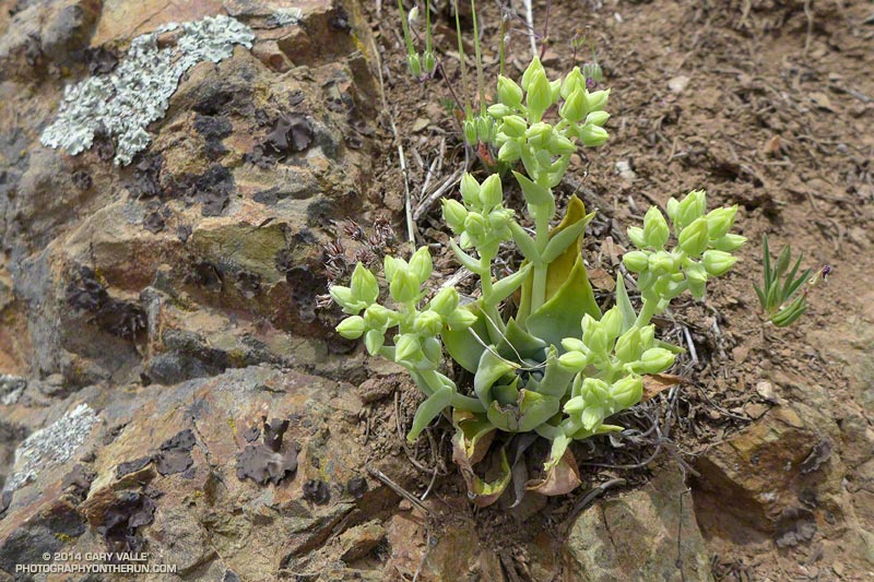 Dudleya along North Peak Road.  Sections of the road to North Peak are very steep and slippery!