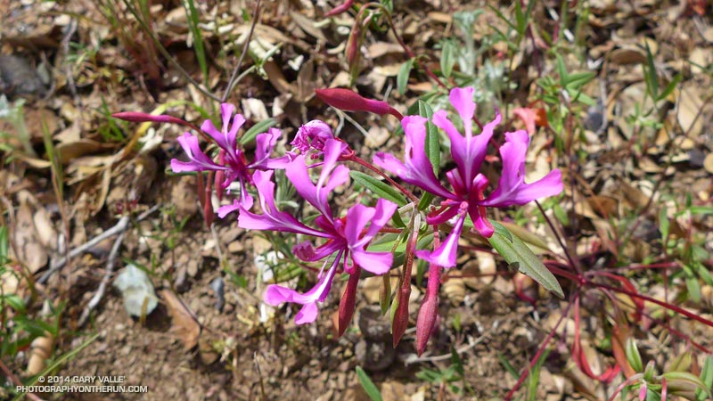 Red ribbons (Clarkia concinna) along the North Peak Trail on Mt. Diablo. May 17, 2014.