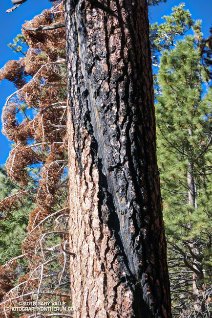 Jeffrey pine on the Dollar Lake Trail that was struck by lightning, and then a few years later, burned in the Lake Fire. It looks like it will survive.