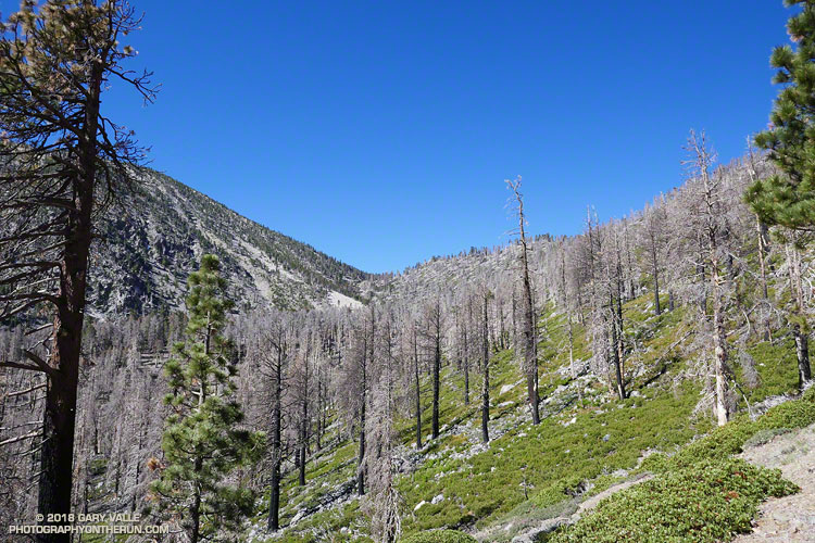 Trees burned in the 2015 Lake Fire. Dollar Lake Saddle is in the distance. June 9, 2018.