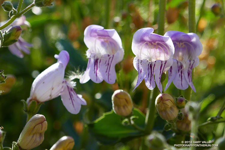 A closer view of Grinnell's beardtongue penstemon.