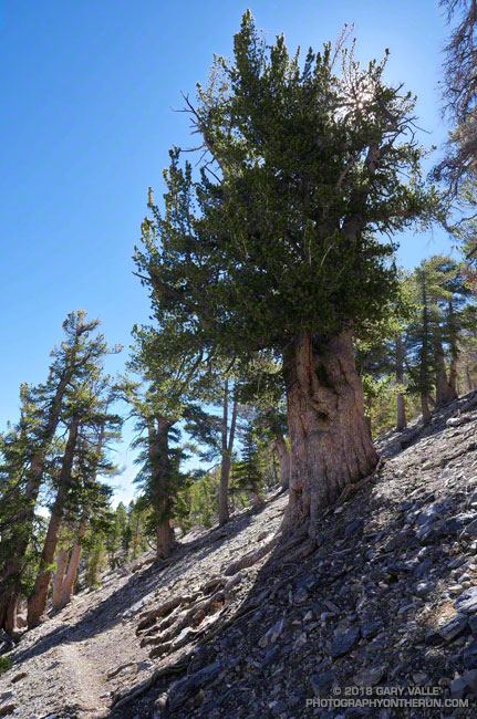 I suspect this stout limber pine near Dollar Lake Saddle is quite old -- perhaps 1000 years or more. Elevation about 9,930 ft.