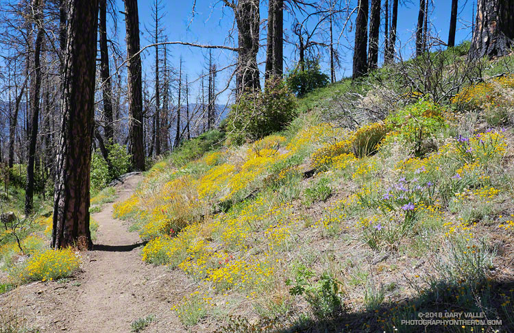 Yarrow and iris along the South Fork Trail in the Lake Fire burn area. June 9, 2018.