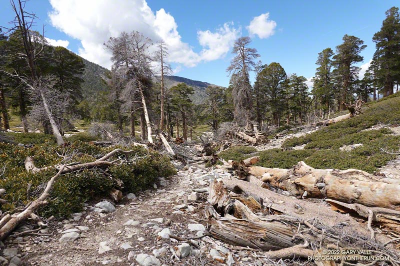 Avalanche debris along the Dry Lake Trail above Dry Lake.