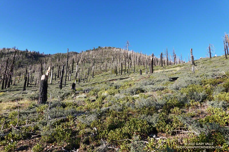 Stand of conifers killed in the 2015 Lake Fire in an area of mixed conifer forest-chaparral. The stand is now dominated by chaparral. September 24, 2022.