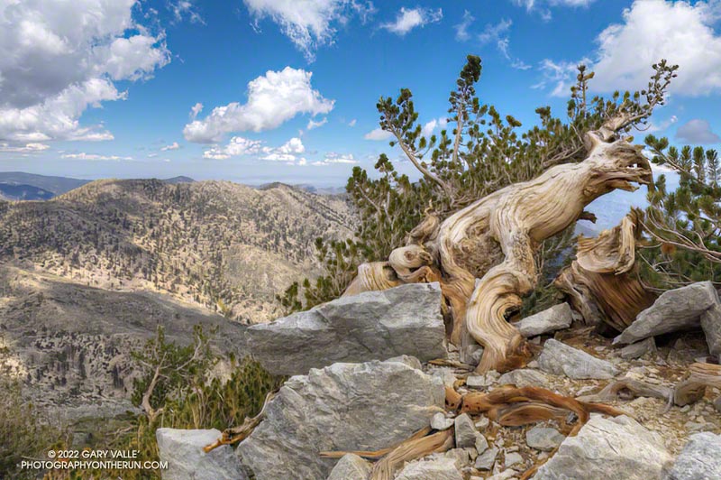 A gnarled lodgepole pine at about 10,400' on the Sky High Trail. Ten Thousand Foot Ridge is in the background.