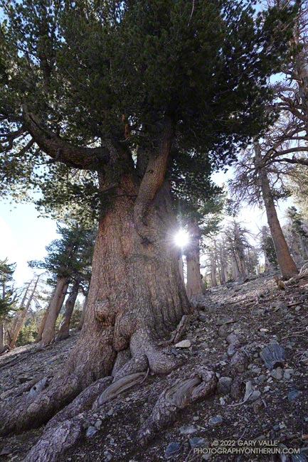A large limber pine along the Dollar Lake Trail, just below Dollar Lake Saddle.