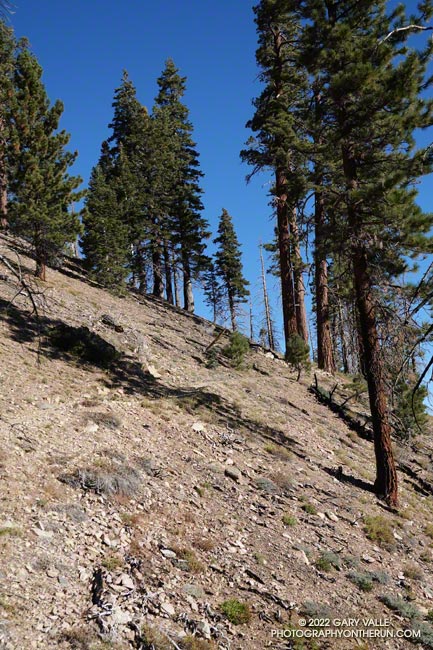 Looking up at part of a half-mile long switchback on the Dollar Lake Trail, above South Fork Meadows.