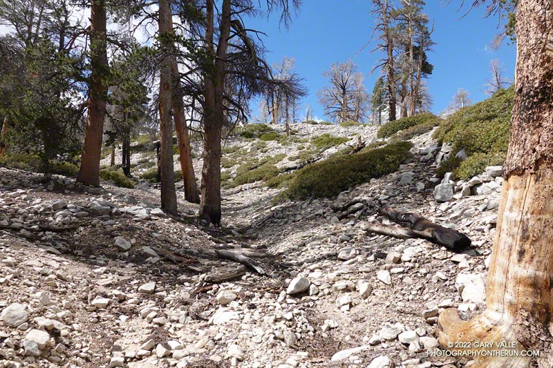 Lateral part of a lobe of a terminal moraine associated with a glacier originating from the north face cirques on San Gorgonio Mountain.