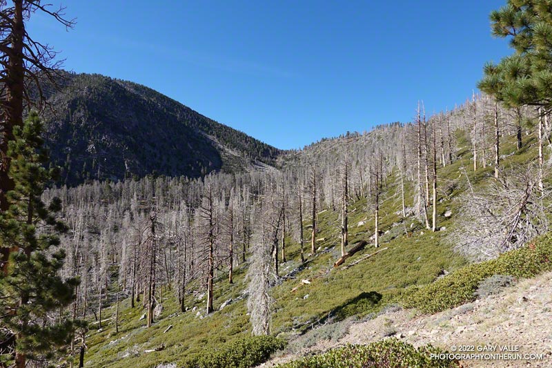 Looking up at Dollar Lake Saddle (9965') and Charlton Peak (10,806'). The trees were killed in the 2015 Lake FIre.