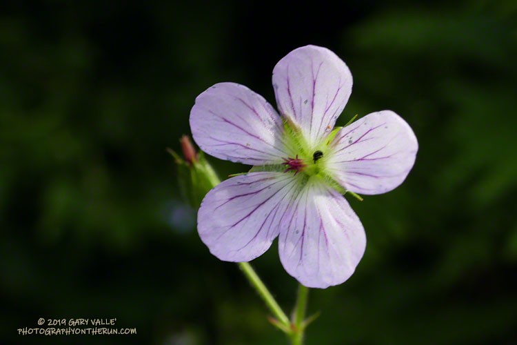 California geranium (Geranium californicum) at a seep along the South Fork Trail below Horse Meadows. Elevation is about 7360'. August 3, 2019.
