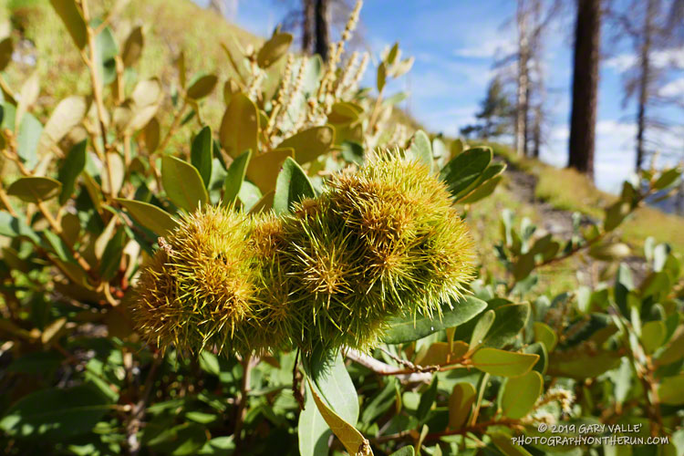 Bush chinquapin (	Chrysolepis sempervirens) along the Dollar Lake Trail above South Fork Meadows. Elevation is about 8815'. August 3, 2019.
