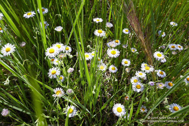 Diffuse daisy (Erigeron divergens) along the South Fork Trail near Horse Meadows. Elevation about 7400'. July 27, 2019.