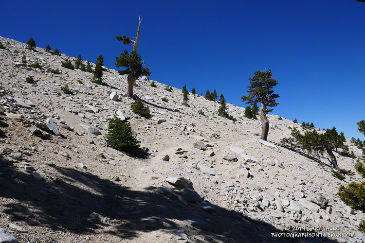 Working up the San Bernardino Divide Trail on the slopes of Jepson Peak. Elevation is about 10,660'. July 27, 2019.