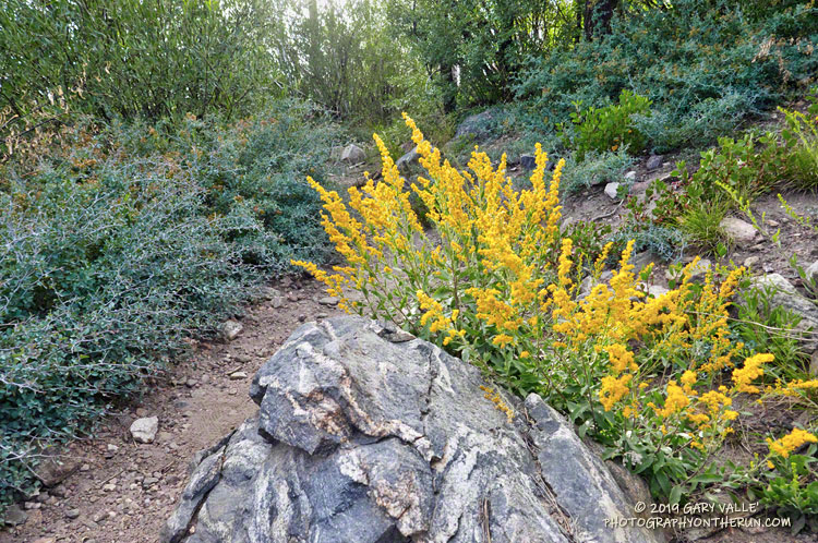 Goldenrod (Solidago velutina ssp. californica) along the South Fork Trail near Poopout Hill. Elevation is about 7785'. August 3, 2019.