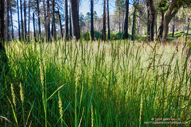 Tall grasses near Horse Meadows. Elevation is about 7460'. July 27, 2019.