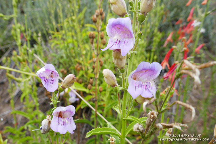 Grinnell's beardtongue (Penstemon grinnellii var. grinnellii) along the South Fork Trail below South Fork Meadows. Elevation is about 7950'. August 3, 2019.