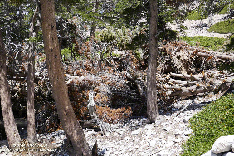 More avalanche debris on the Dry Lake Trail. July 27, 2019.