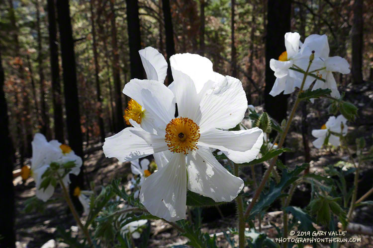 Prickly poppy (	Argemone munita) along the Dollar Lake Trail above South Fork Meadows. Elevation is about 8350'. July 27, 2019.