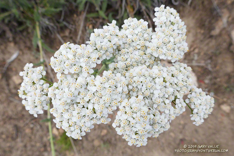 Yarrow (Achillea millefolium)  along the South Fork Trail. Elevation is about 7200'. August 3, 2019.