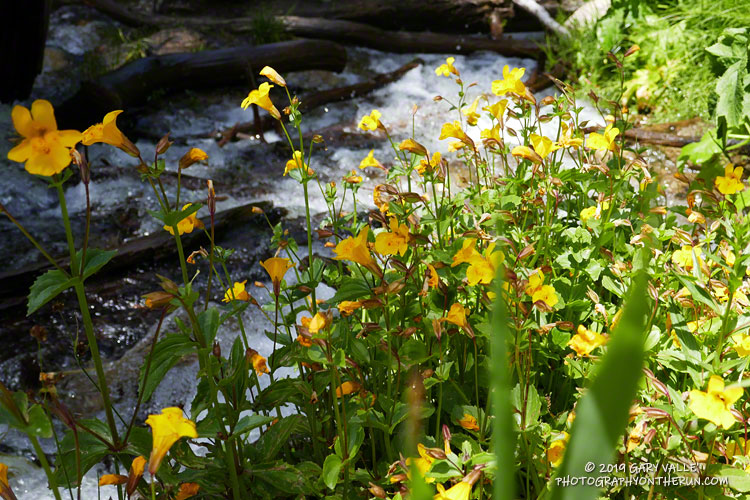 Larger mountain monkeyflower (Mimulus tilingii) along a creek at South Fork Meadows. Elevation is about 8190'. August 3, 2019.