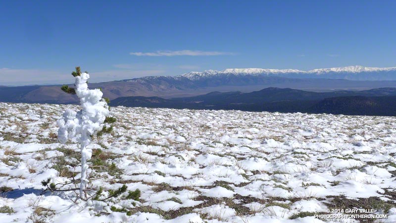 A sapling white pine caked in rime and snow, following the first snow of Fall. The White Mountains are in the distance.