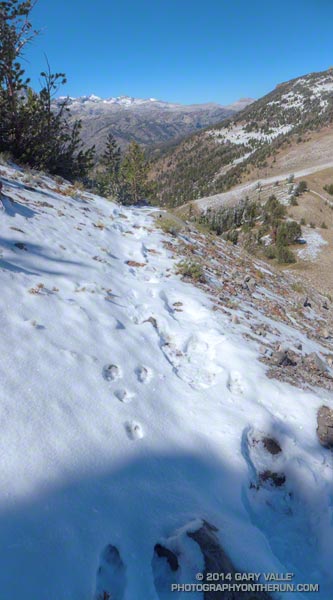 Rabbit tracks and boot prints. The human tracks ended at Deadman Pass.