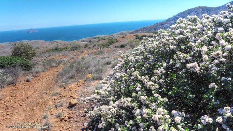 Ceanothus on the descent from Montañon Ridge. It seemed plants on the island were not as severely affected by the drought as on the mainland.