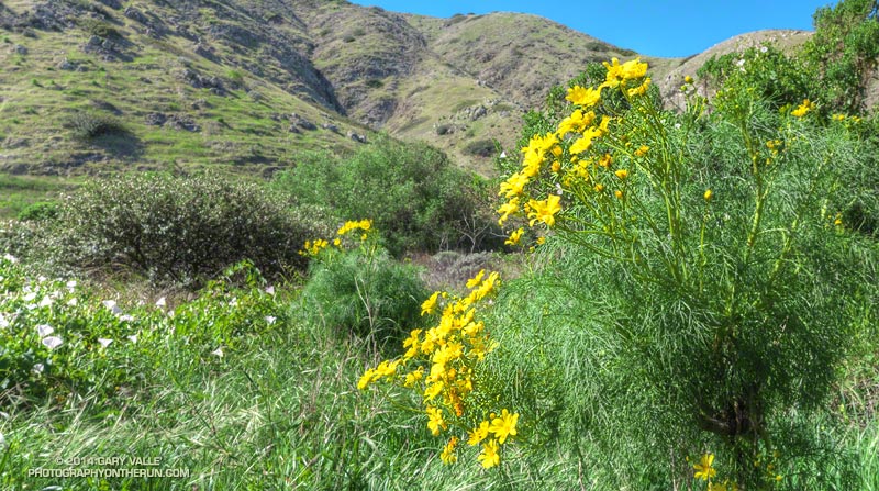 Santa Cruz Island morning glory and giant Coreopsis in Scorpion Valley. The plant life on the island is an interesting mix of endemic, native and invasive species.