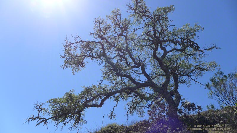 Oak on Montañon Ridge - probably a Santa Cruz Island oak (Quercus parvula var. parvula).