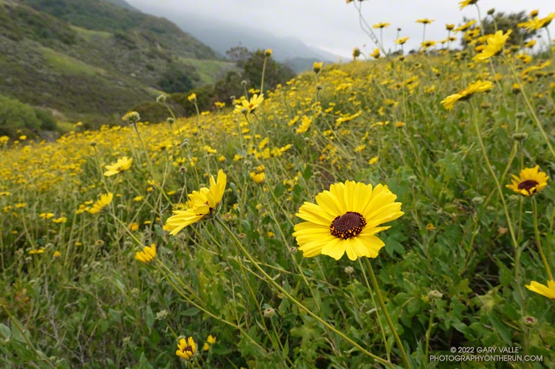 An extraordinary bloom of bush sunflowers (Encelia californica) along the Secret Trail in Calabasas. April 3, 2022.