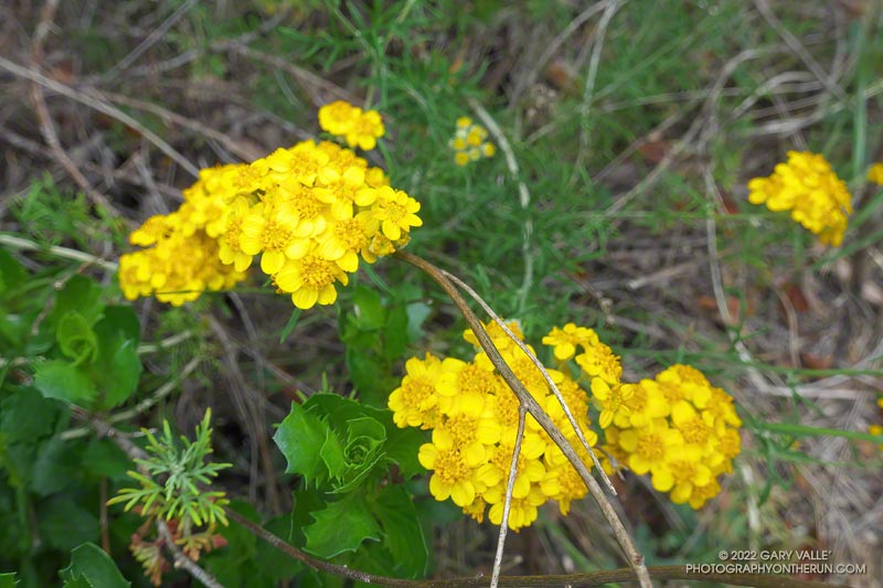 Golden yarrow (Eriophyllum confertiflorum). Secret Trail in Calabasas, April 3, 2022.