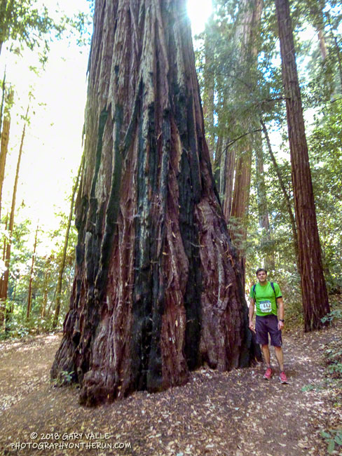 A large, fire-scarred redwood in Big Basin.  The bark of redwoods is thick and fire-resistant. Some fire scars have been dated to the 1400s.