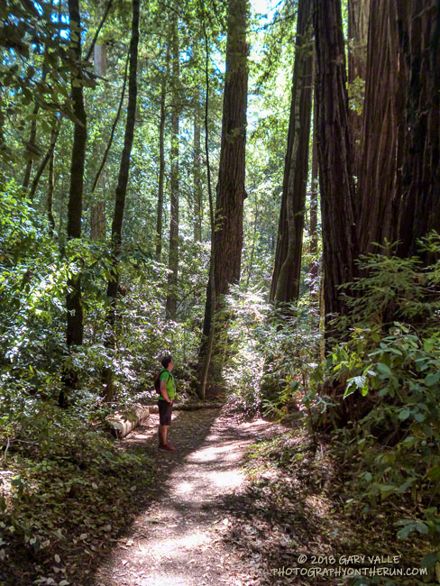 Brett, pausing to enjoy the redwoods -- and wait for me.